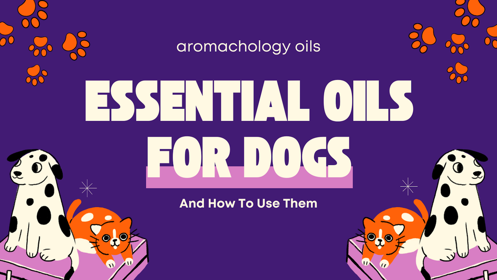 10 Essential Oils For Dogs And How To Use Them