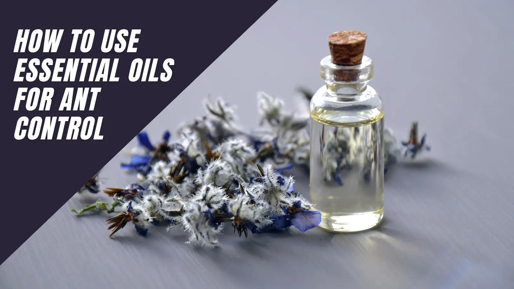 How to Use Essential Oils for Ant