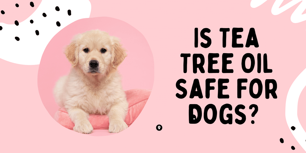 Is Tea Tree Oil Safe For Dogs? 