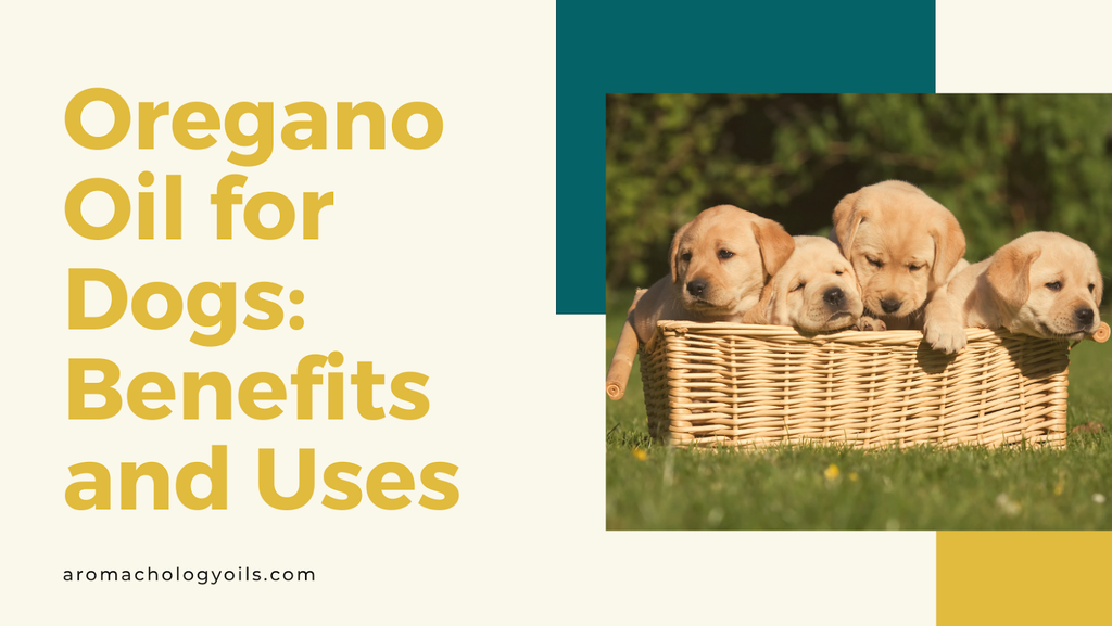 Oregano Oil for Dogs: Benefits and Uses