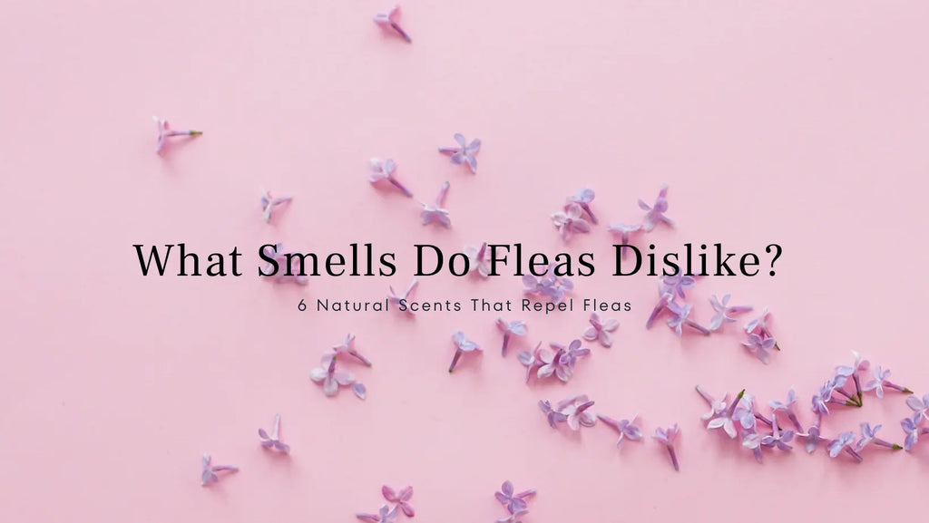 What Smells Do Fleas Dislike?