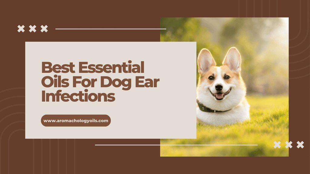 Best Essential Oils For Dog Ear Infection: Recipes and Usage Instructions - Aromachology Oils