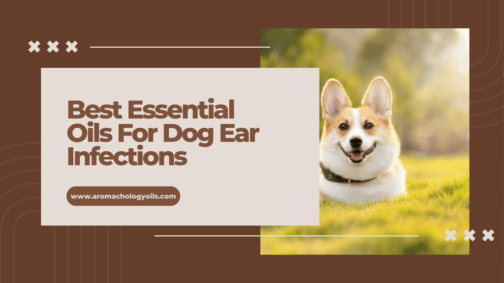 best essential oils for dog ear infections and how to treat them naturally
