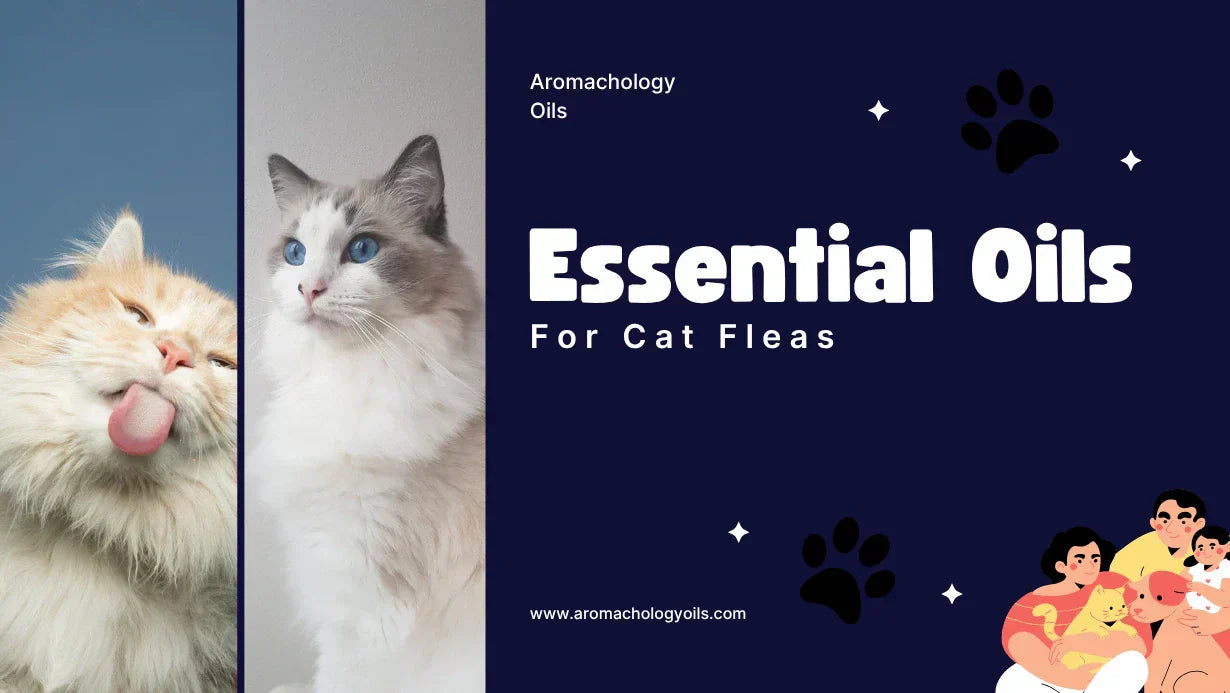 View of Essential Oils for Cat Fleas and How To Use Them - Aromachology Oils