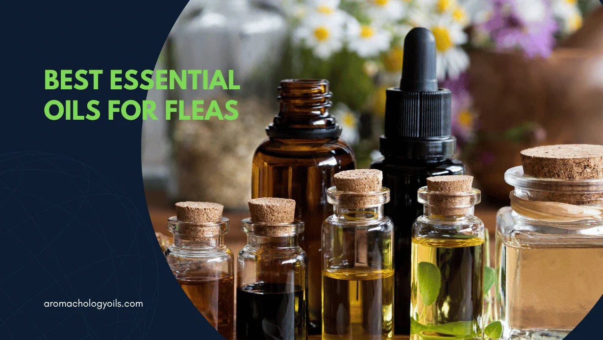 Essential Oil For Fleas - Your A-Z Guide To Natural Flea Control -  Aromachology Oils