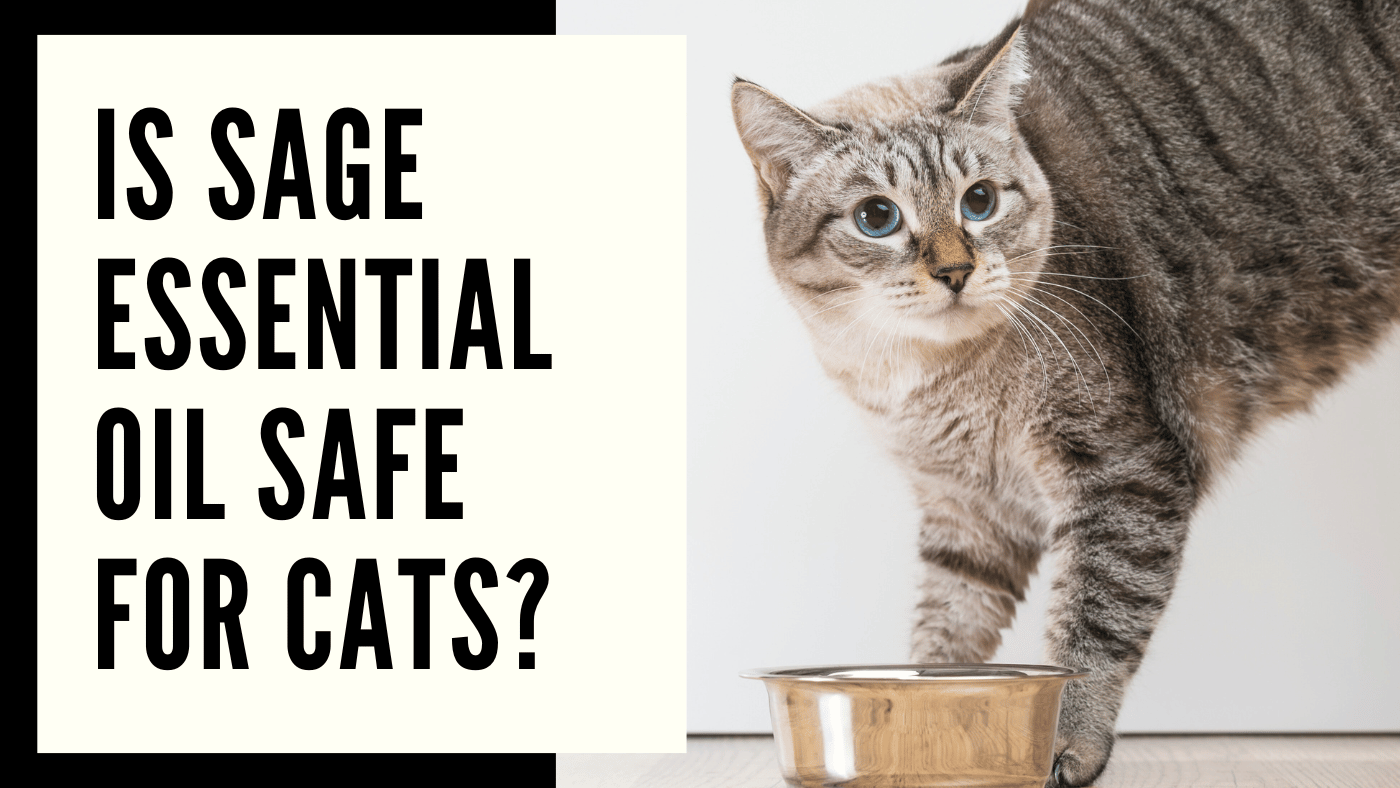 Is Sage Essential Oil Safe For Cats? Aromachology Oils