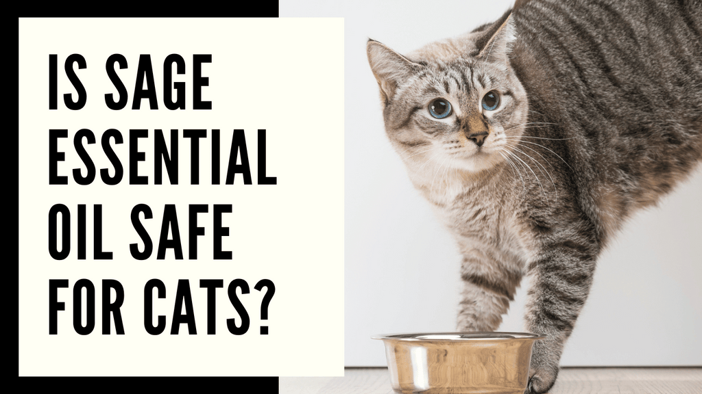 is sage essential oil safe for cats