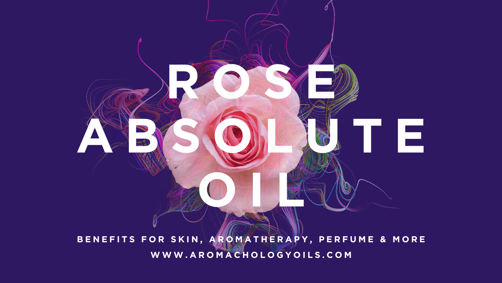 Rose Absolute Process Rose Absolute Oil Benefits - Aromachology Oils