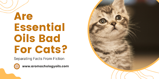 Are Essential Oils Bad For Cats? List Of Toxic Essential Oils For Cats 