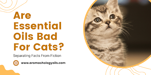 Are Essential Oils Bad for Cats