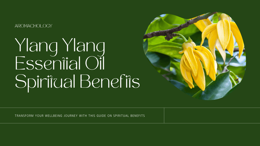 Ylang Ylang Essential Oil Spiritual Benefits Aromachology Oils Ylang Ylang Essential Oil Spiritual Benefits Aromachology Oils
