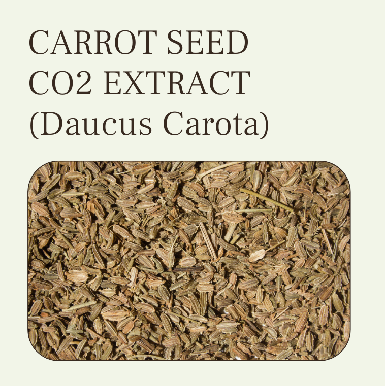 carrot seed co2 extract oil at wholesale price