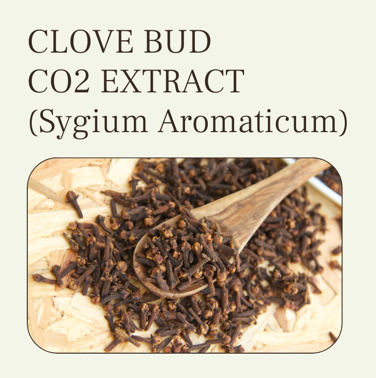 clove bud co2 extract oil at wholesale price