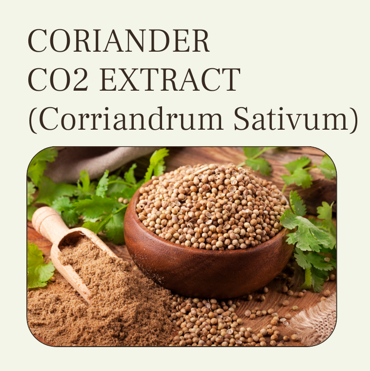 Coriander CO2 extract oil