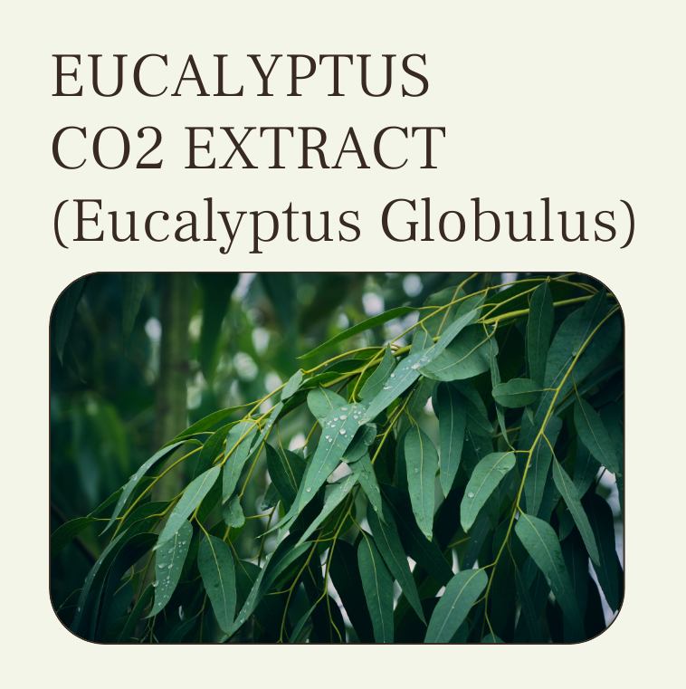 EUCALYPTUS CO2 EXTRACT OIL