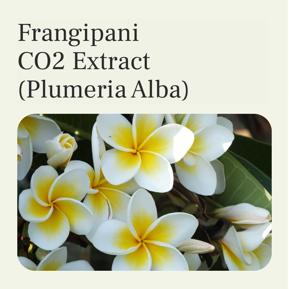 Frangipani CO2 Extract