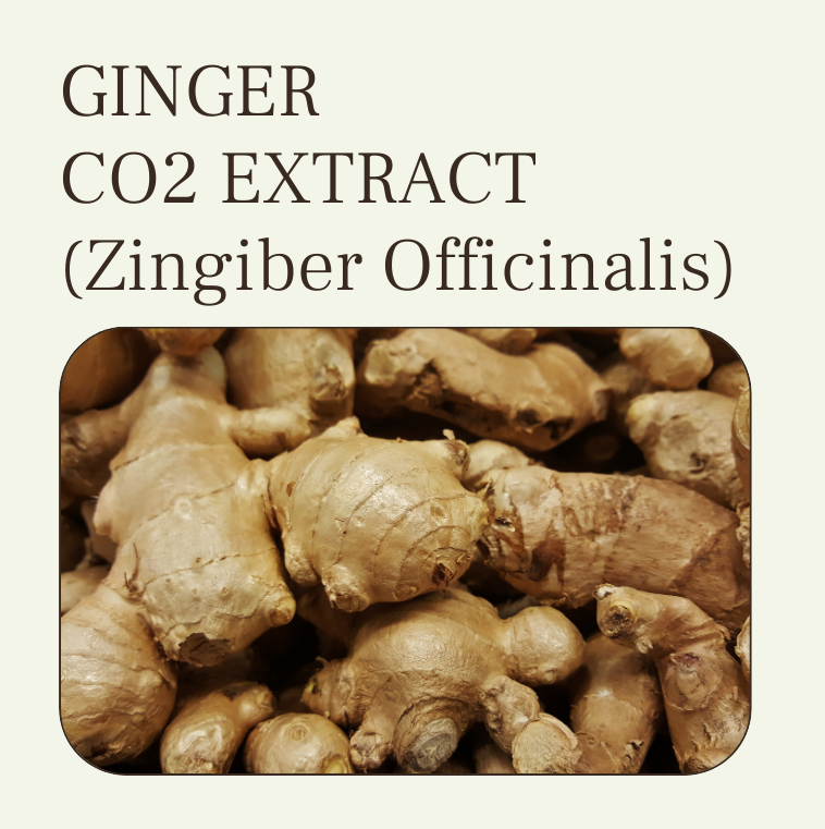 GINGER CO2 EXTRACT