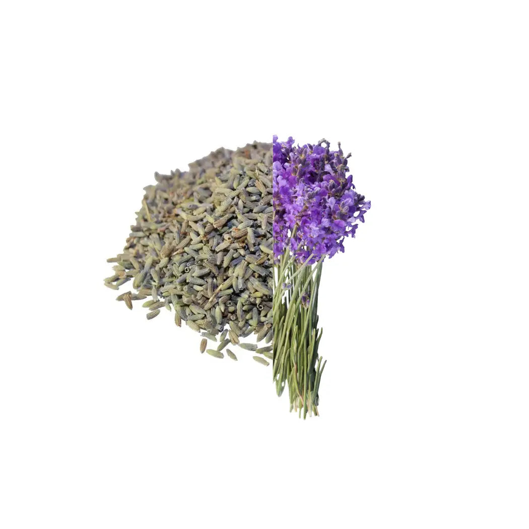 dried lavender seeds Lavender Buds - 100% Natural Dried Lavender Buds