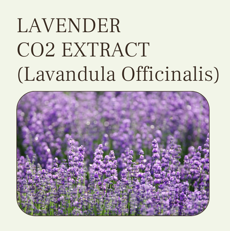 LAVENDER CO2 EXTRACT IN WHOLESALE AND BULK