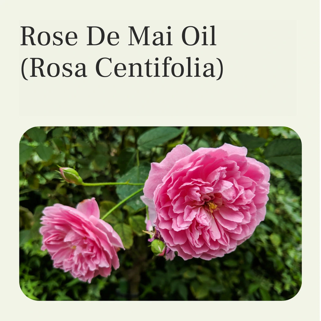 pure rose de mai oil wholesale and bulk
