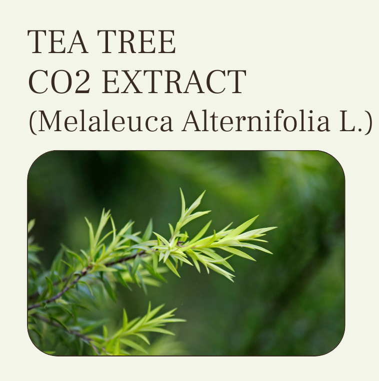 TEA TREE CO2 EXTRACT
