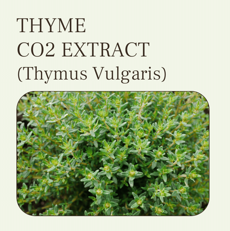 THYME CO2 EXTRACT