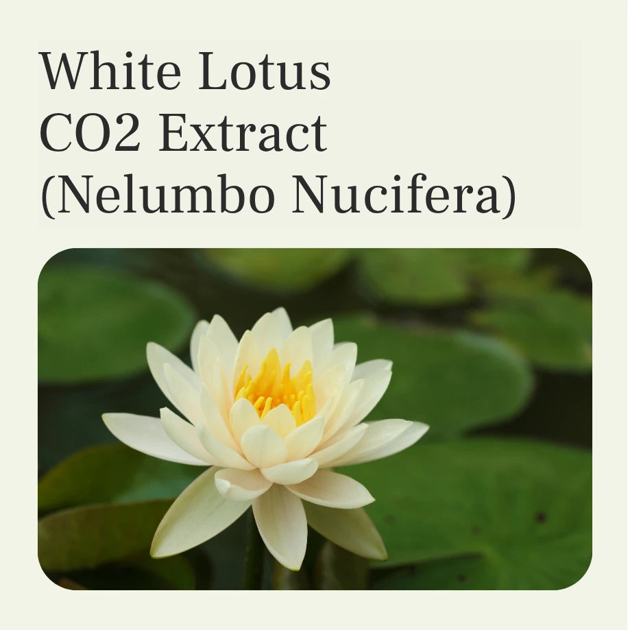 white lily flower extract White Lotus CO2 Extract