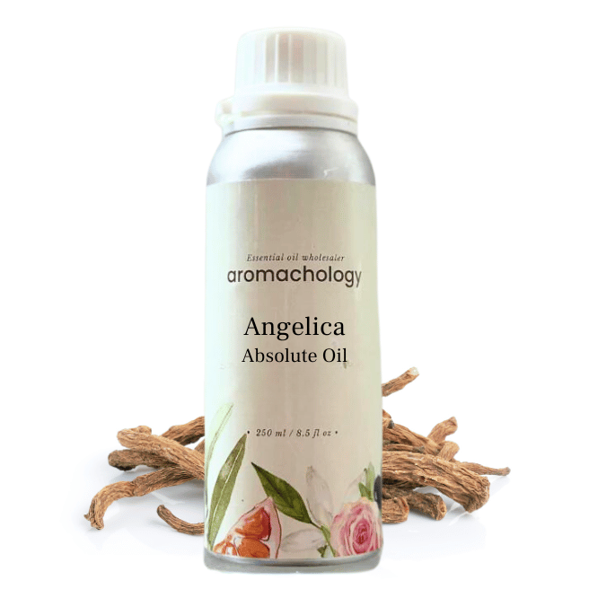 angelica absolute oil