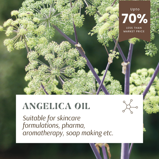 Angelica root oil for skincare, cosmetics, pharma, soap and candle making