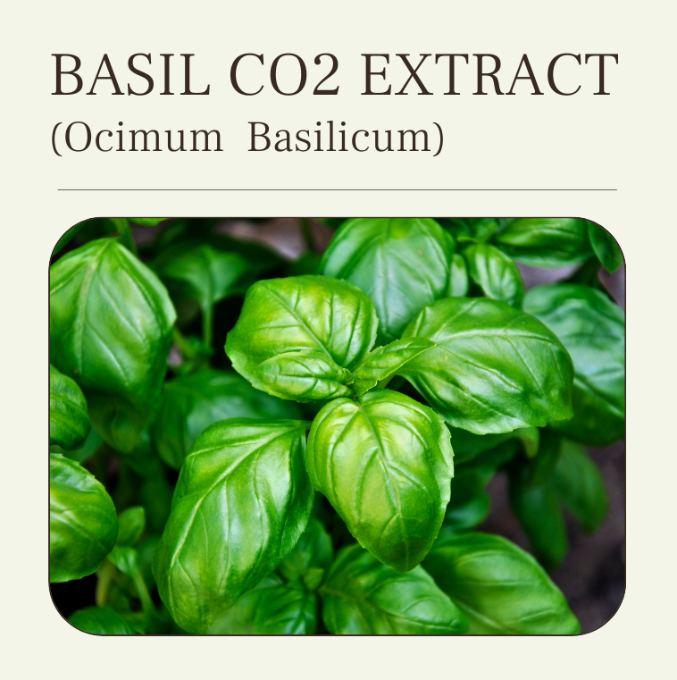 basil co2 extract at wholesale price