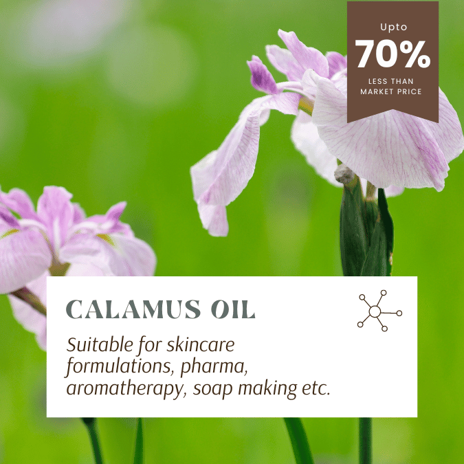 suitable for skincare, Pharma, homeopathy, soap making etc. Buy calamus essential oil in bulk online