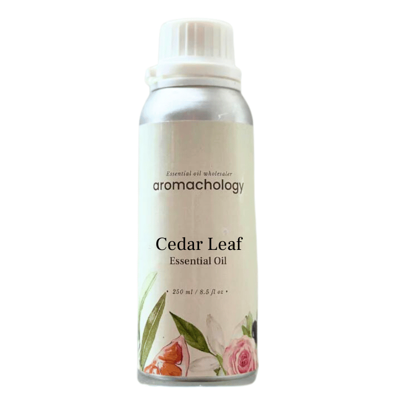 Cedar Leaf Essential Oil Aromachology Oils - Main Image