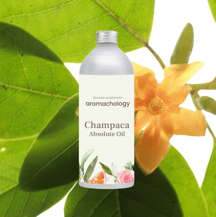 pure champaca absolute oil at wholesale price for natural perfumery and cosmetic formulation