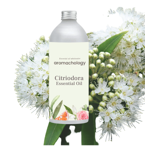 Pure eucalyptus citriodora essential oil in bulk at wholesale prices in USA