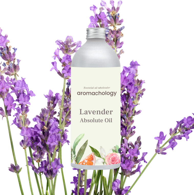 lavender absolute oil for perfumery