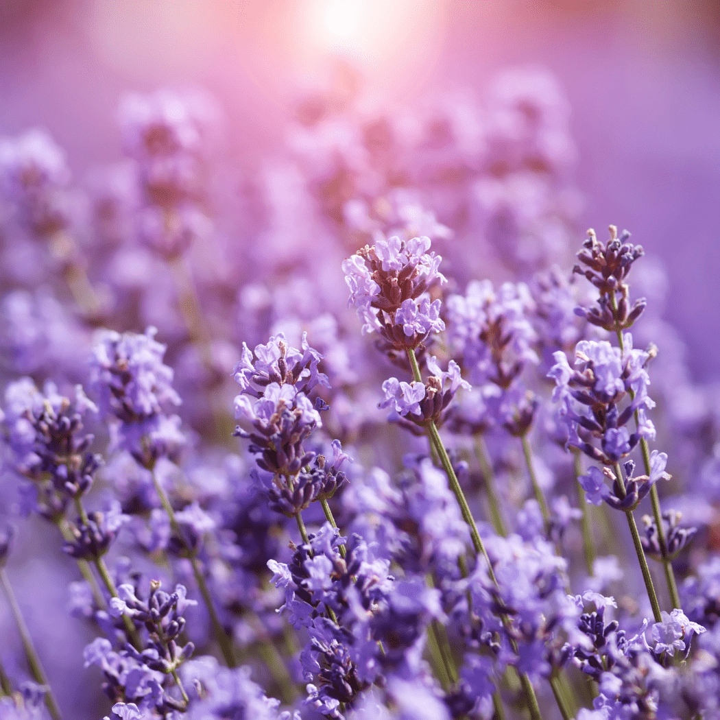 lavender flower water Lavender Fragrance Oil - Water Soluble