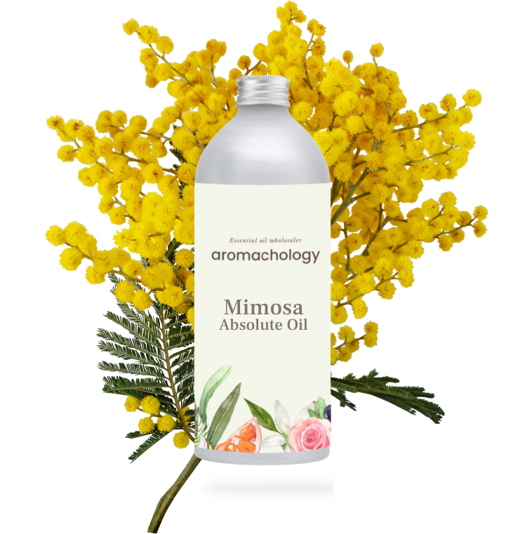 mimosa absolute oil for perfumery at wholesale price in USA