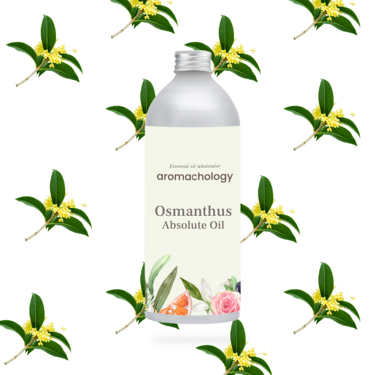 osmanthus absolute oil