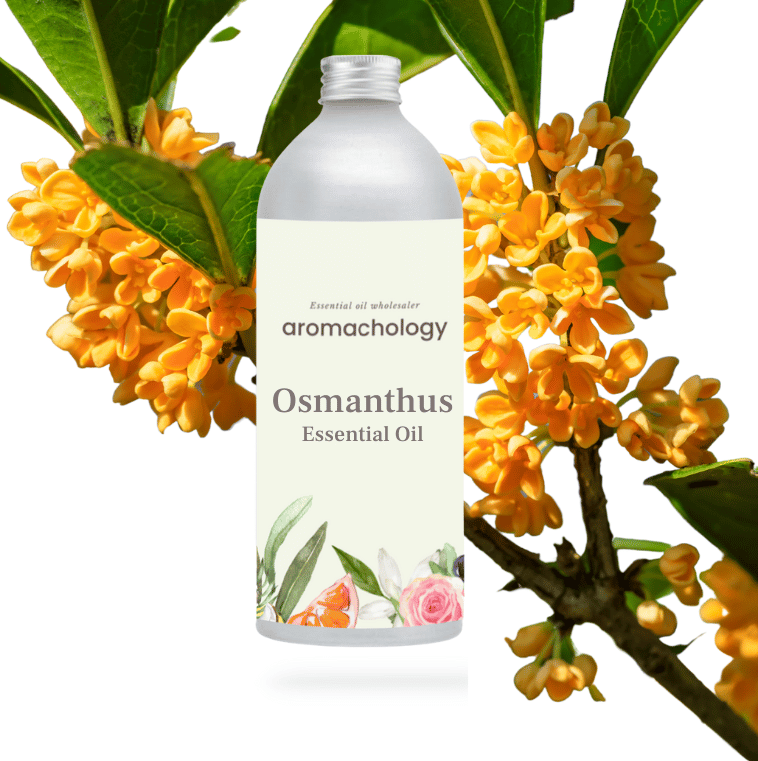 buy pure osmanthus essential oil in bulk at wholesale price