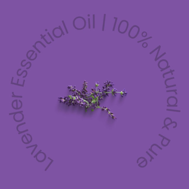 lavender essential oil in bulk and wholesale