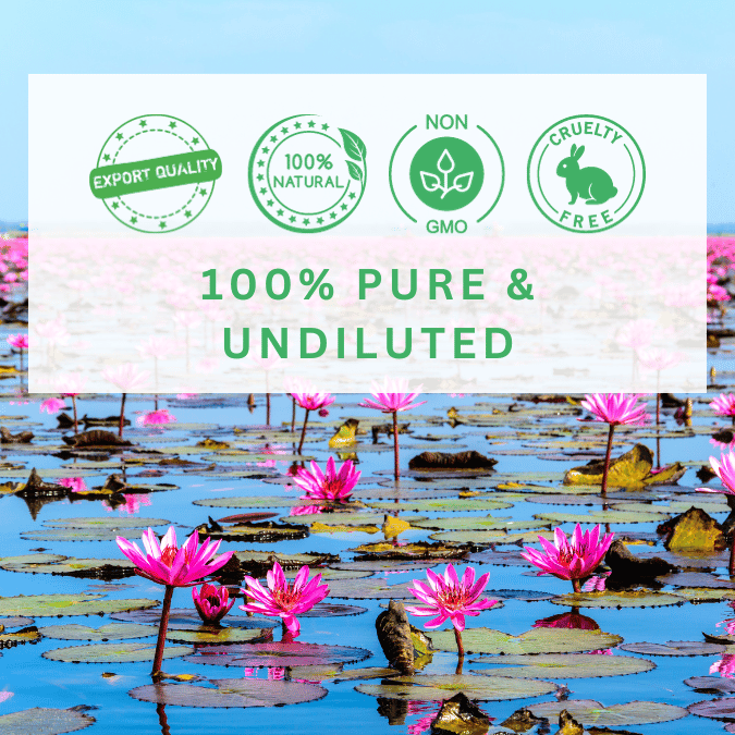 lotus essential oil at wholesale price for perfumery