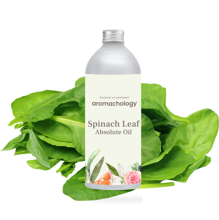 spinach leaf absolute for perfumery