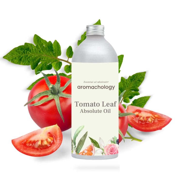 tomato leaf absolute oil