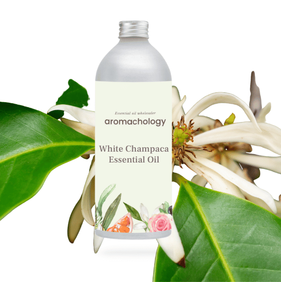buy white champaca essential oil in wholesale and bulk